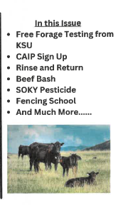 in this issue with cows