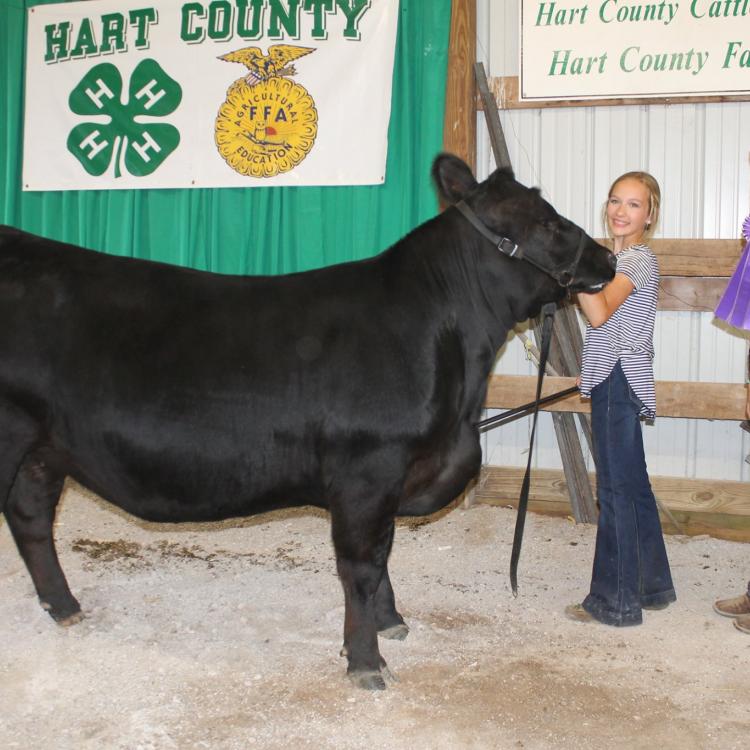  Black cow two girls and purple award ribbon 